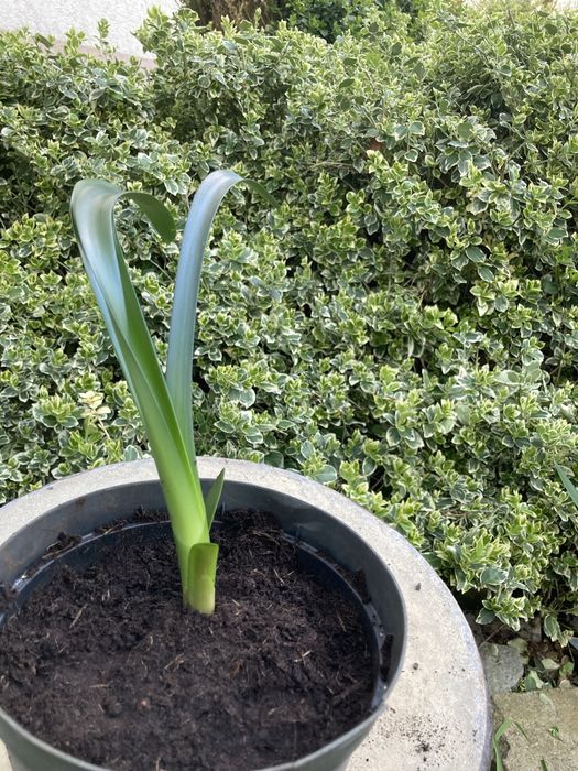 Kwiaty doniczkowe kliwia, szabla, dracena, juka