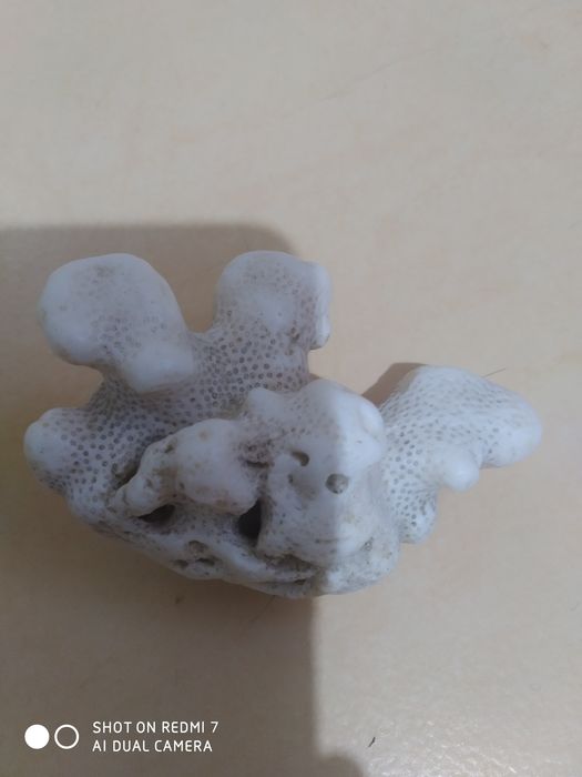 Продам корал з Єгипту