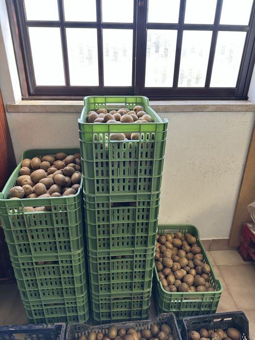 Kiwi Amarelo Biológico - 3,5€/kg