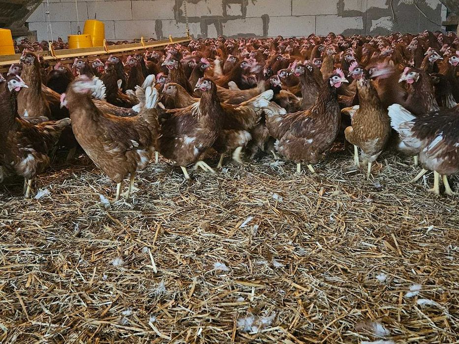 Kurka nioska Tetra brązowa odchowana