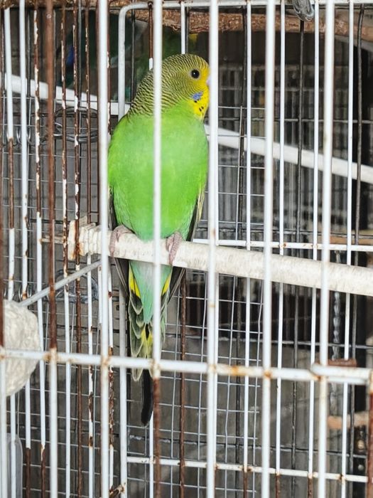 2 fêmeas agapórnis 1 piriquito