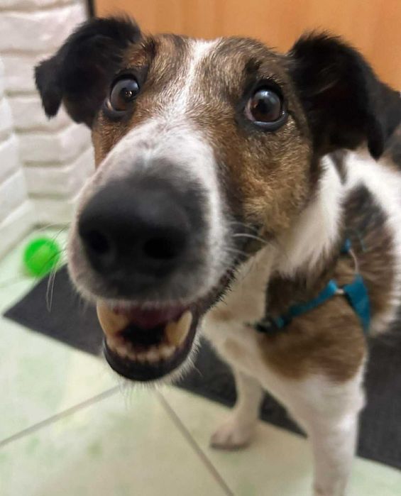 Do adopcji sunia Jack Russell Terrier!