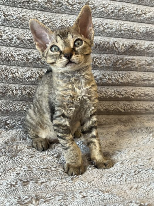Котик Девон Рекс