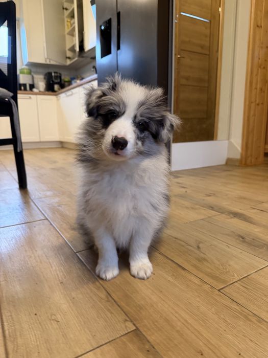 Border collie ZKwP FCI piesek po Grand Championie Polski  gotowy na zmianę domu