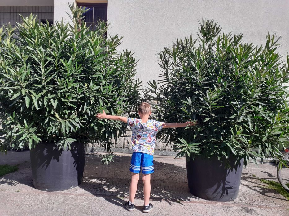 OLEANDER różowo-czerwony 2 szt.
