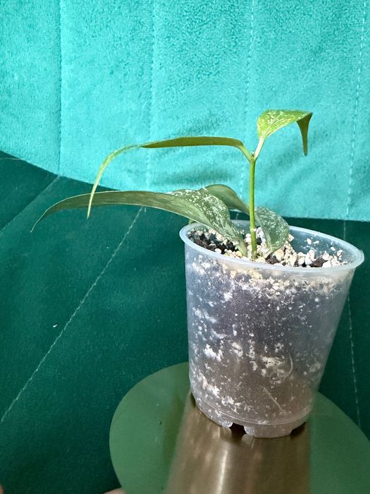 Hoya cystiantha (Splash) Hoya kolekcjonerska