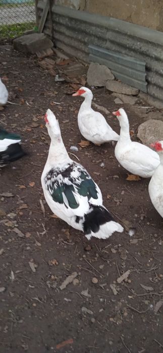 индоутка, мускусная утка тяжелой породы