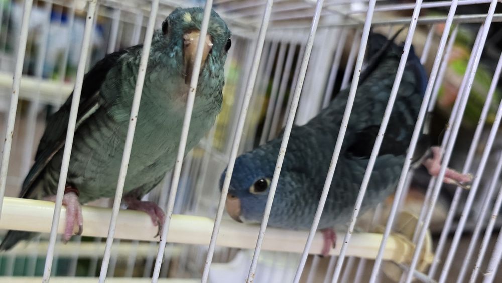 Catarinas azuis lindas