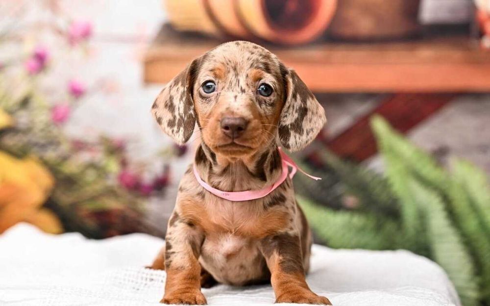 Teckel choco merle