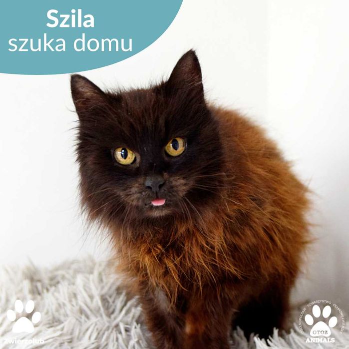 Szila - kocia seniorka o niezwykłej urodzie czeka na spokojny dom!