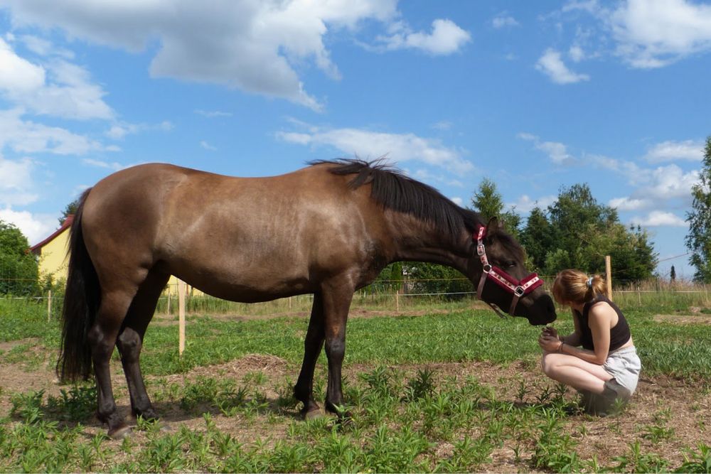 Klacz rasy huculskiej
