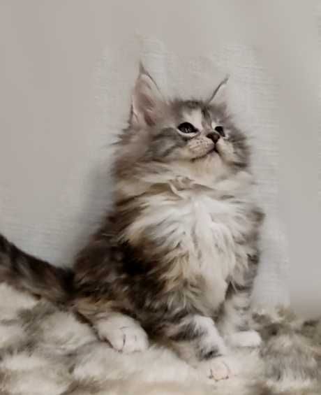 Мейн-кун дівчинка Орхідея з документами