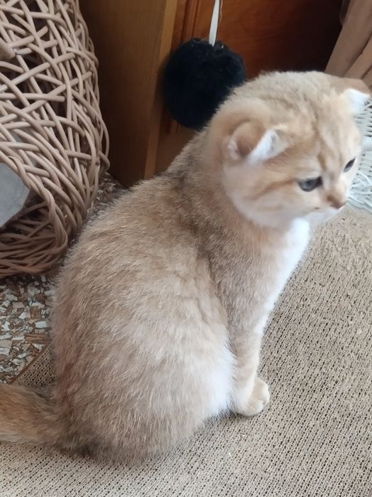Пухові шотландські муркотуни