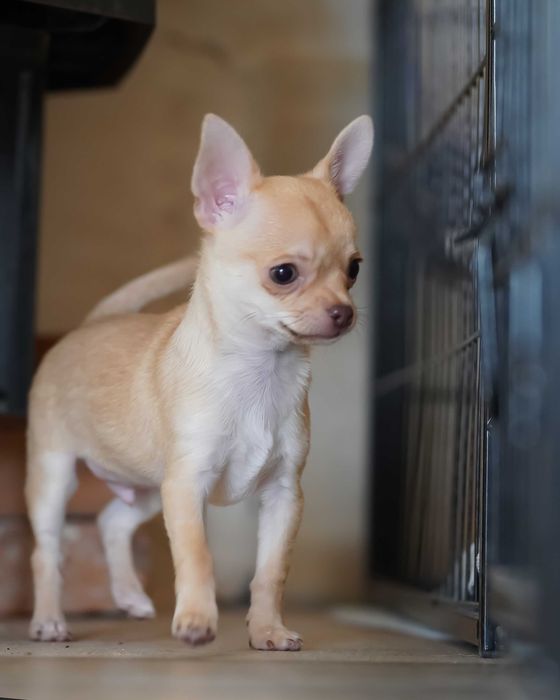 PIESEK, rodowód FCI, okolice W-wy