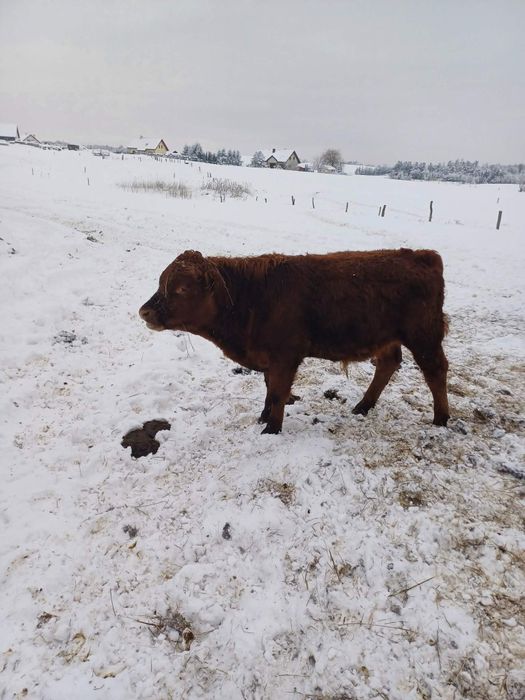 Sprzedam odsadki i byka 100 angus