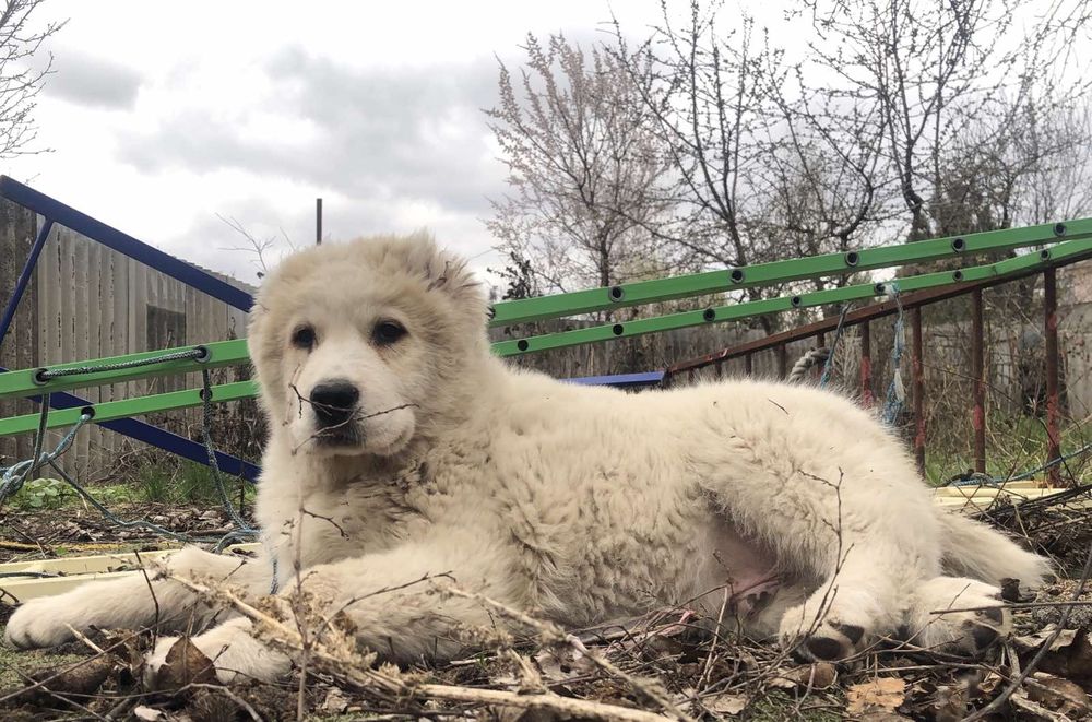 Среднесзиатская овчарка Алабай