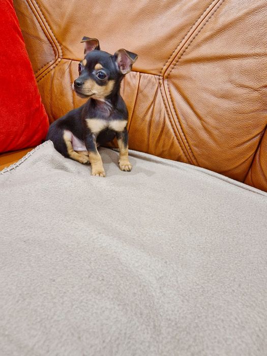 Pinczer miniaturowy (ratlerek)