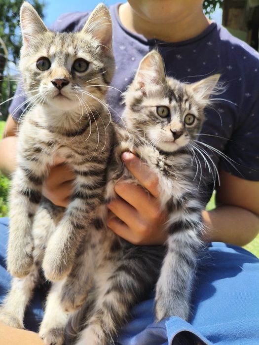 Кошенята безкоштовно