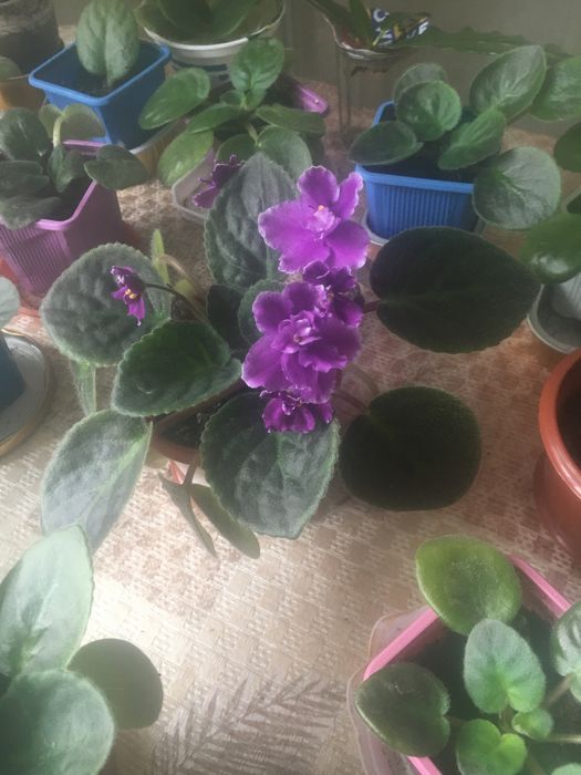 Домашні молоді фіалки , гарні .