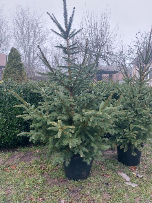 Ялинки різних розмірів