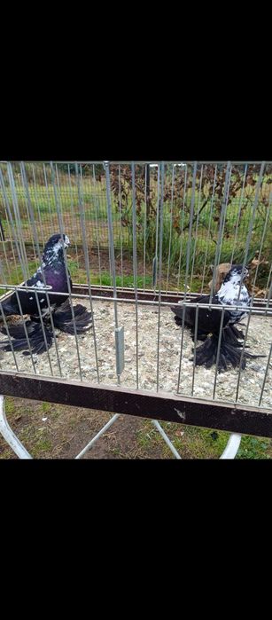 Gołębie ozdobne wiedyny