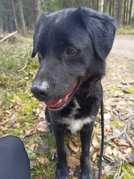 Spiner - od 6 lat w schronisku