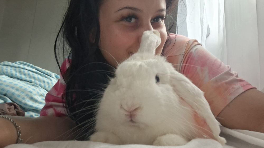 Króliś rasy mini lop