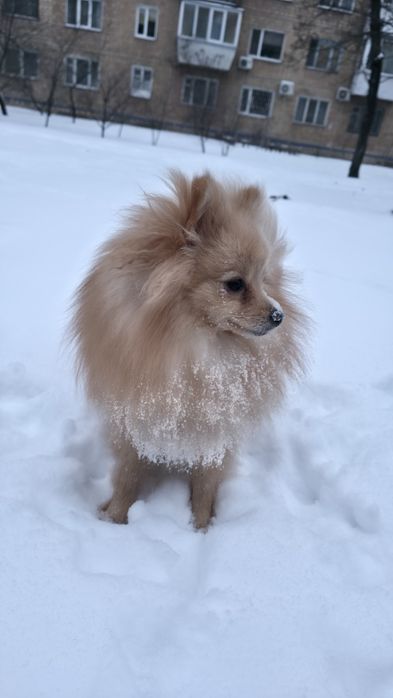 Шпіц хлопчик.Терміново!Супер ціна.