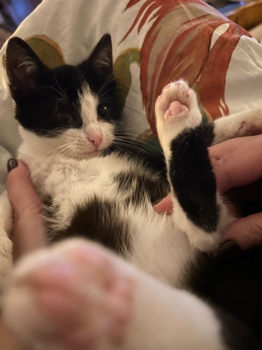 Szukamy ciepłego domu