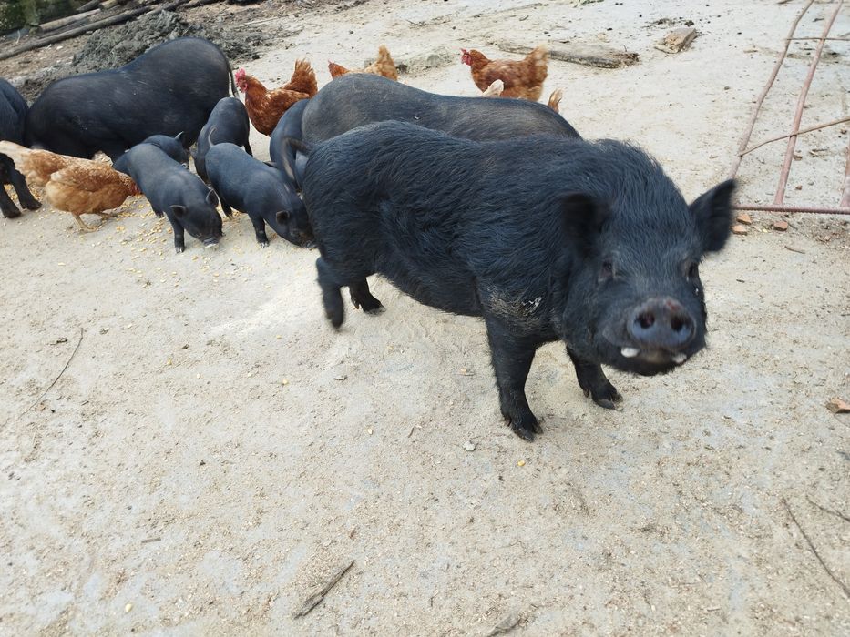 Porcos vietnamita netos de javali