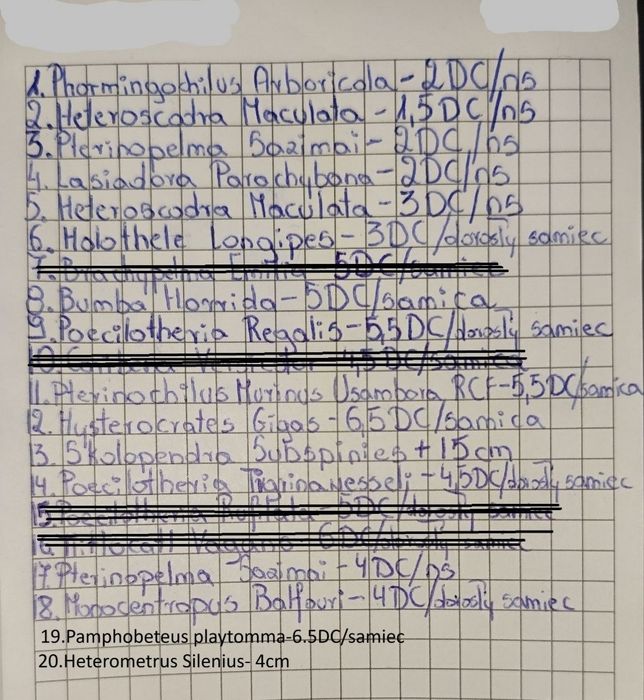 Sprzedam ptaszniki
