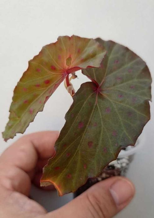 Begonia variabilis, B. malachosticta, B. larvata