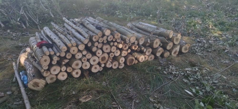 Sadzonki topoli energetycznej MAX 60cm