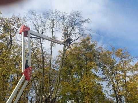 Lumberjack tree cutting service