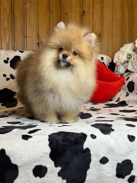 Померанский шпіц хлопчик.