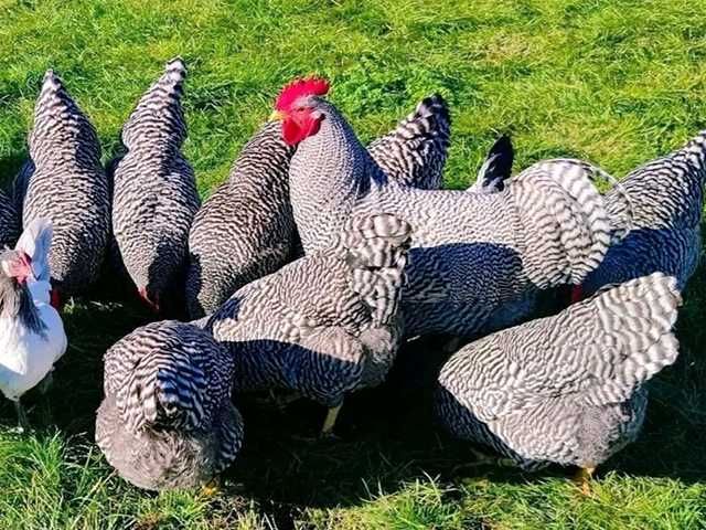 Яйце на інкубацію, курчата, Амрокс.