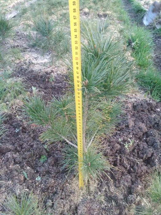 Кедр Корейський, саджанці 50 см. Сосна, хвойні.