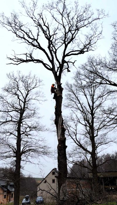 Wycinanie przycinanie pielęgnacja drzew i krzewów ARBORYSTA