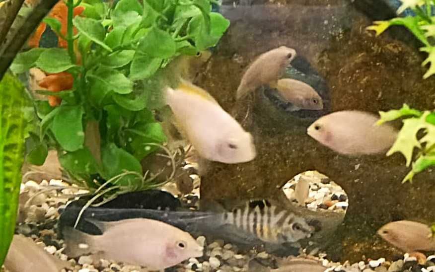 Pielęgnice Zebry Albinos - sprzedam