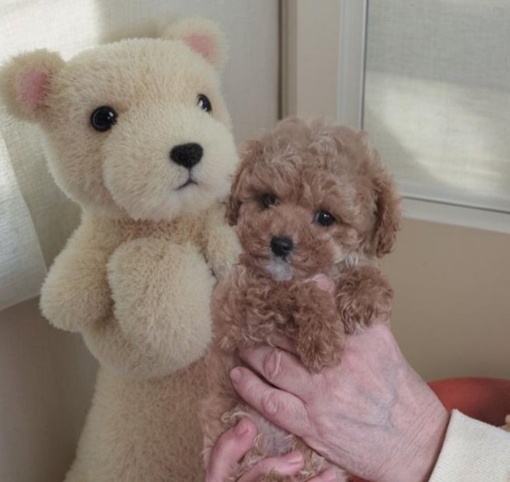 Маленький карамельный мальчик мальтипу.