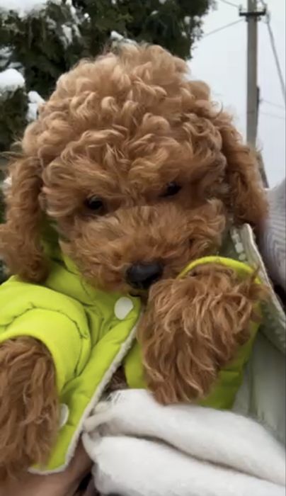 Лагідне малятко, Той пудель, хлопчик.