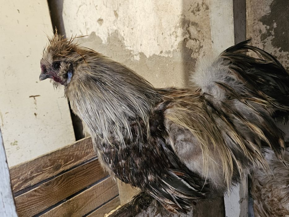 Китайская  пуховая.