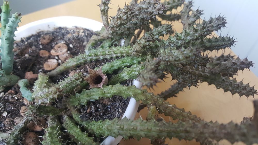 Стапеліантус Stepelianthus сукулент