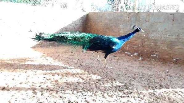 Vendo Pavão Asa Negra macho.