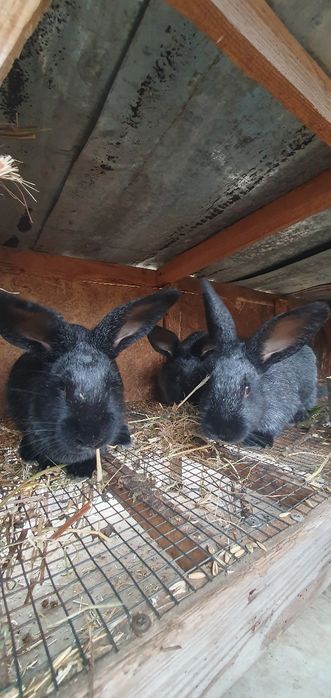 Кролики полтавське срібло!!!
