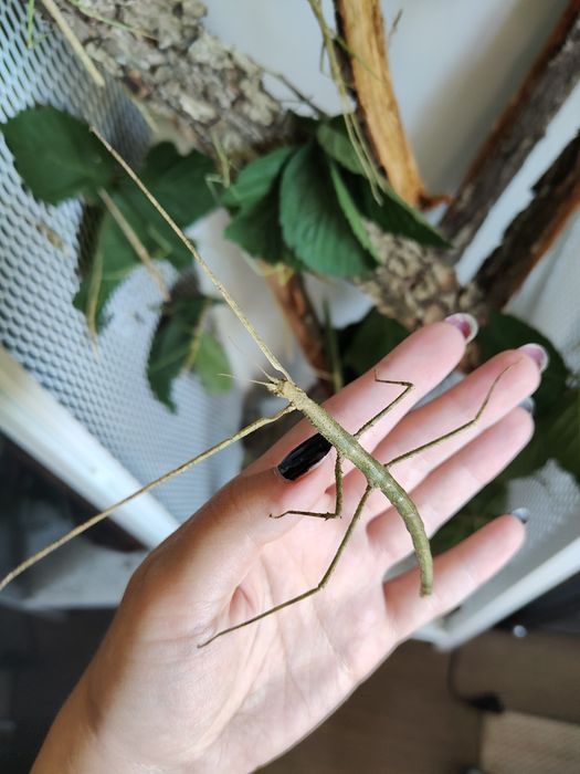 30 sztuk patyczaków