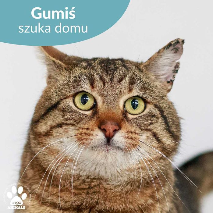 Spokojny kocurek do adopcji! Poznajcie Gumisia!