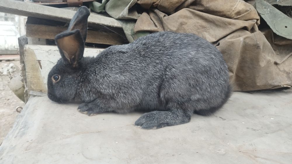 Продам полтавське срібло