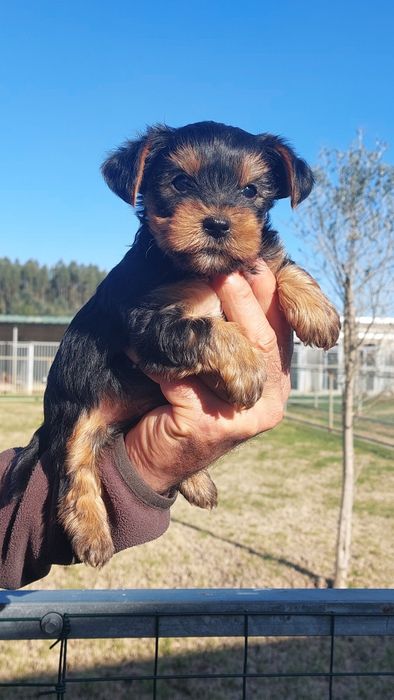 Menino Yorkshire Terrier TOP