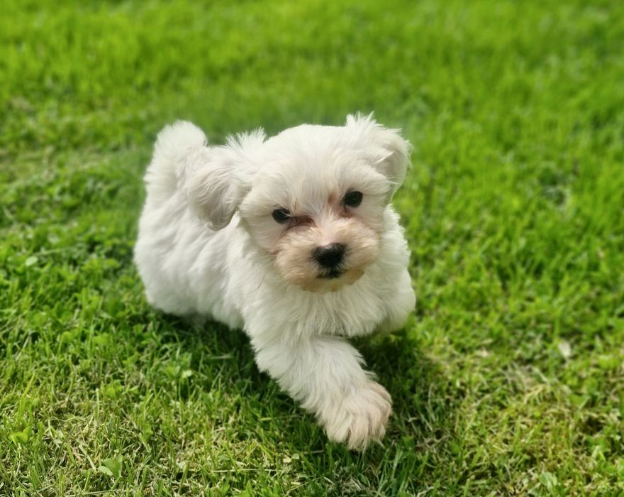 Szczeniak Maltańczyk gotowy do odbioru !